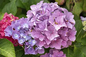 German Hydrangeas Prints: Hydrangea flower (Hydrangea), Bavaria, Germany