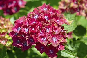 European Flowering Plant Prints: Hydrangea flower (Hydrangea), close up