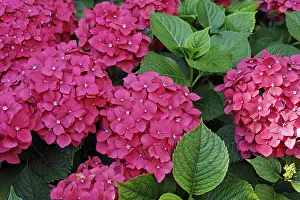 European Flora Prints: Hydrangea, Hortensia