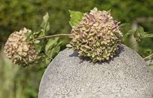 Hydrangea In Bloom Prints: Hydrangea, hydrangea flower on a stone ball