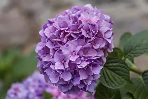 Pink Ornamental Plant Prints: Hydrangea, hydrangea, hydrangea blossom