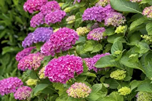 Hydrangea Blossom Prints: Hydrangea, hydrangea, hydrangea blossom