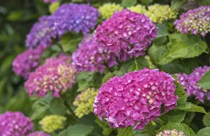 North Rhine Westphalia Vegetation Prints: Hydrangea, hydrangea, hydrangea blossom