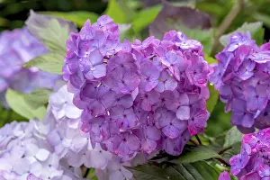 Bigleaf Hydrangea Prints: Hydrangea, hydrangea, hydrangea flower