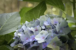 Bigleaf Hydrangea Bloom Prints: Hydrangea (Hydrangea macrophylla)