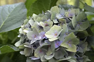 Prints of Hydrangea (Hydrangea macrophylla), round inflorescence with delicate pastel-coloured single flowers in green, lilac and pink, surrounded by large foliage, close-up, Dortmund, North Rhine-Westphalia Dortmund Prints: Hydrangea macrophylla Print, Dortmund, Germany