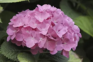 Hydrangea Macrophylla Prints: Hydrangea (Hydrangea macrophylla)