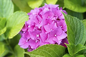 Hydrangeaceae Plant Prints: Hydrangea (Hydrangea) macrophylla