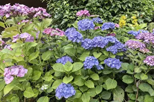 Emsland Deserted Landscape Prints: Hydrangea (Hydrangea macrophylla)