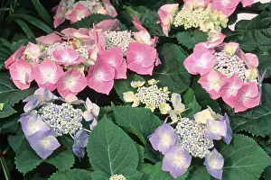 Hydrangea Macrophylla Prints: Hydrangea (Hydrangea macrophylla)