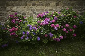 Nature Botany Photos Prints: Hydrangea (Hydrangea macrophylla Hamburg)