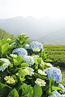 Bigleaf Hydrangea Prints: Hydrangea (Hydrangea macrophylla) in front of mountains