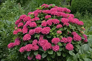 Nature Beauty Images Prints: Hydrangea (Hydrangea), pink flowers