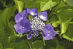 Eurasian Blue Tit Bird Prints: Hydrangea macrophylla blue tit
