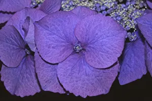 Bird Photography Nature Scenes Prints: Hydrangea macrophylla blue tit