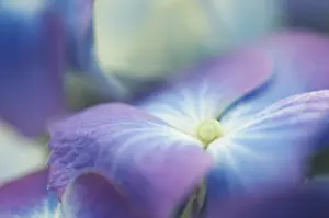 Close Up Hydrangea Flowers Prints: Hydrangea macrophylla shrub