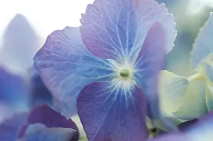 Bigleaf Hydrangea Details Prints: Hydrangea macrophylla shrub