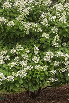 Summer Flowering Shrubs Prints: Hydrangea paniculata in summer, Quebec, Canada
