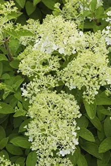Hydrangea Paniculata Prints: Hydrangea paniculata in summer, Quebec, Canada
