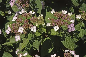 Mountain Hydrangea Prints: Hydrangea serrata Bluebird