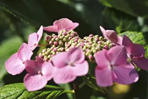 Middle European Nature Scenes Prints: Hydrangea, Summer, Germany