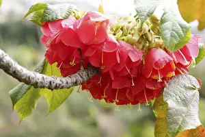 Madeira Island Prints: Hydrangea tree (Dombeya cacuminum)