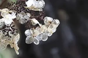 Germany Open Air Plants Prints: Hydrangea in winter, Germany