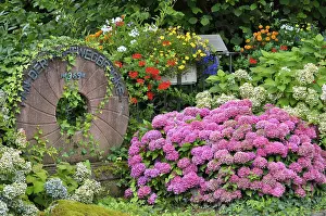 Southern Germany Bloom Prints: Hydrangeas in bloom at the millstone