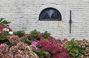 White Brick Wall Prints: Hydrangeas in bloom in front of a white brick wall with a small window