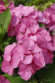 Flowering Bushes Prints: Hydrangeas (Hydrangea), ornamental shrub