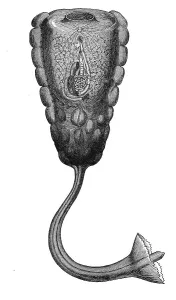 Historical Animal Representation Prints: Hypobythius calycodes, Historic