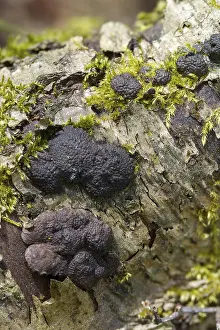 Images Dated 8th April 2024: Hypoxylon multiforme Print, Vertical Format
