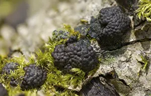 Images Dated 8th April 2024: Hypoxylon multiforme Print