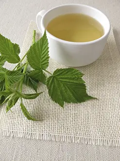 Medicinal Plants Prints: I am not here