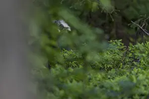 Invasive Species Germany Prints: As I slowly push myself behind a tree