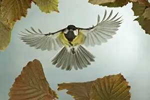 Parus Major Images Prints: iblask00564428.jpg