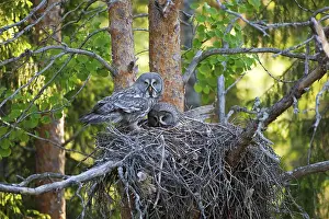 Prints of Great Grey Owl or Lapland Owl (Strix nebulosa), male and female perched on the nest, Finland, Europe Related Prints: Great Grey Owl Pair Print, Finland