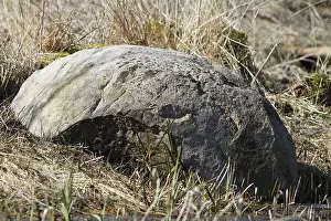 Peene Valley River Landscape Nature Park Prints: Ice Age erratic block