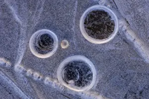 Goldenstedter Moor Winter Scene Prints: Ice forms in a puddle, abstract