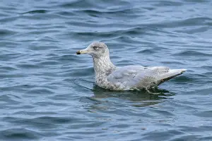Charadriiformes Waterfowl Prints: Ice gull, Larus hyperboreus