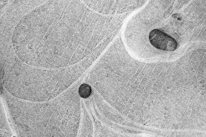Wavy Ice Structure Prints: Ice patterns in a puddle, Hesse, Germany