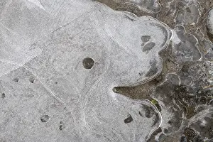 Frozen Waterfront Scene Prints: Ice patterns in a puddle, Hesse, Germany