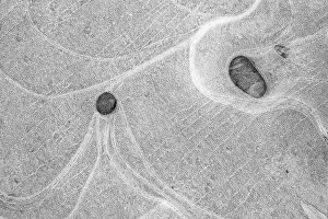 Frozen Surface Texture Prints: Ice patterns in a puddle, Hesse, Germany