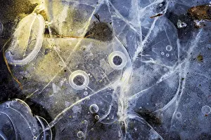 Ice Structures Germany Prints: Ice structures in a puddle, Hesse, Germany