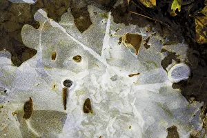 Ice Structures Germany Prints: Ice structures in a puddle, Hesse, Germany