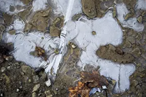 Ice Structures Germany Prints: Ice structures in a puddle, Hesse, Germany
