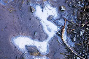 Ice Structures Germany Prints: Ice structures in a puddle, Hesse, Germany