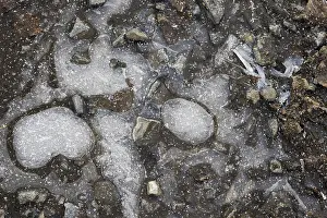 Hesse Winter Landscape Prints: Ice structures in a puddle, Hesse, Germany