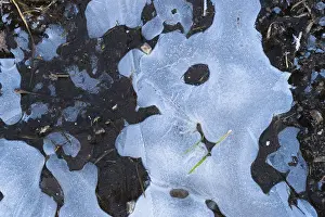 Ice Structures Germany Prints: Ice structures in a puddle, Hesse, Germany