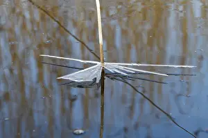Peene Valley River Landscape Nature Park Prints: Ice structures on a reed blade in spring